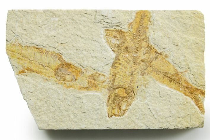 Limestone with Four Fossil Fish (Knightia) - Wyoming #363823